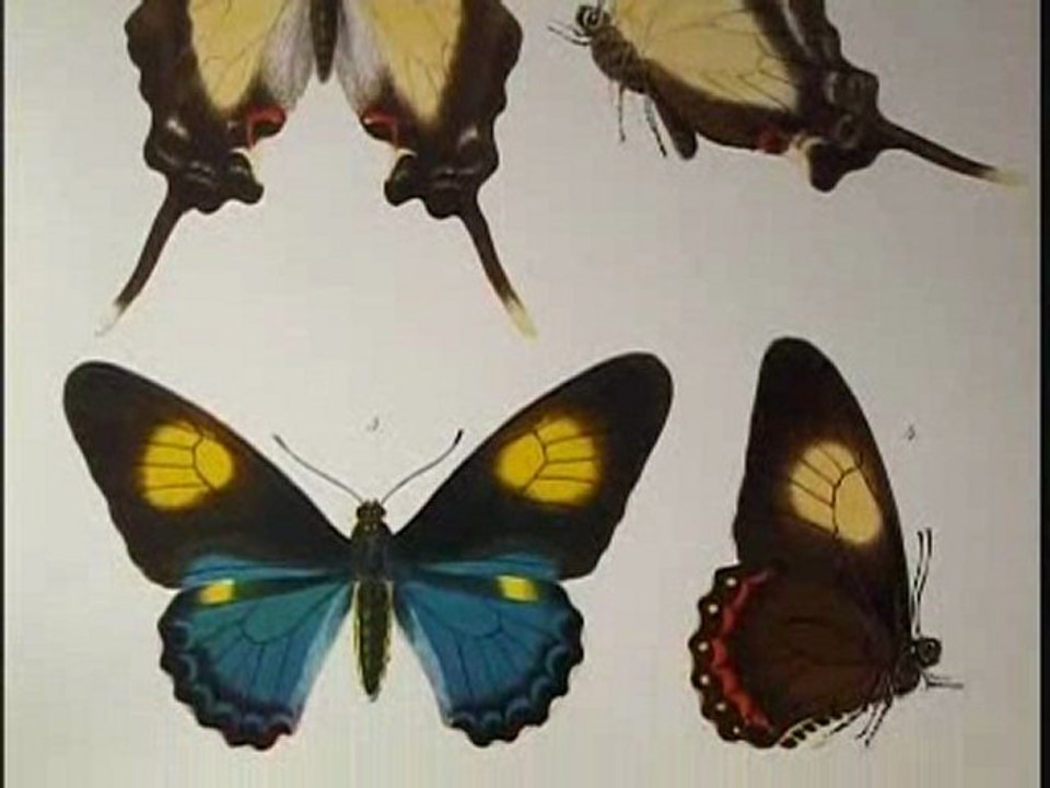 Animal Museum
