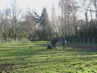 Jeux avec le Poy après 5mois