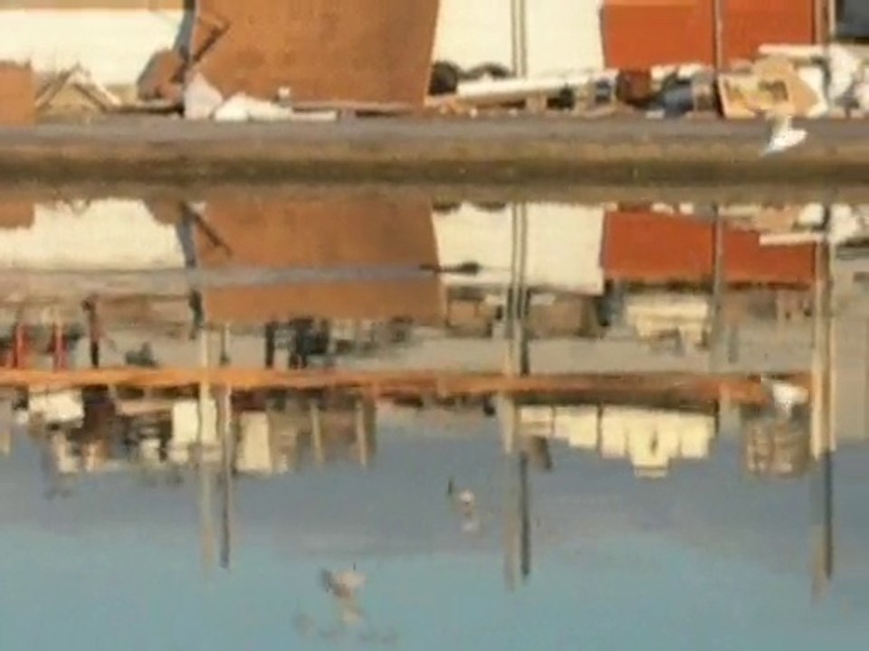 l'errance du ragondin