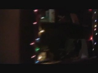 Kiss This Kitty - Wild House Cat