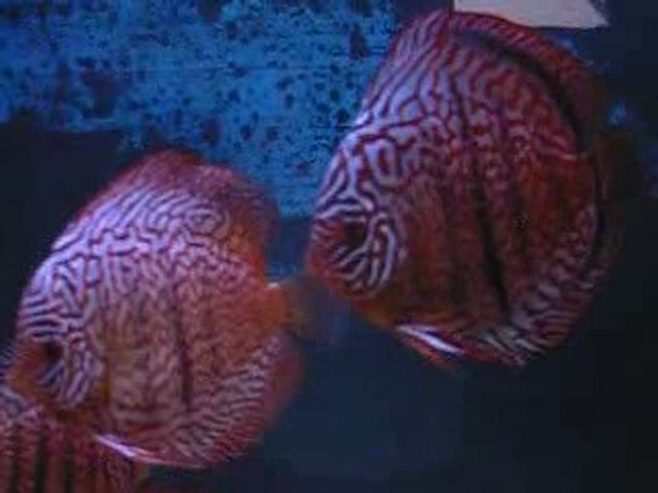 discus grossissement 2010 Janvier