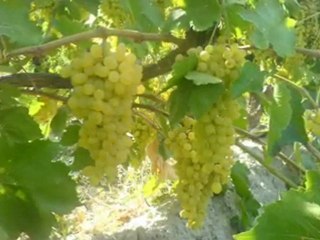 Yenicekent Kasabası cekirdeksiz üzüm Grapes Buldan