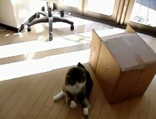 Super slow Maru - Maru lent superbe