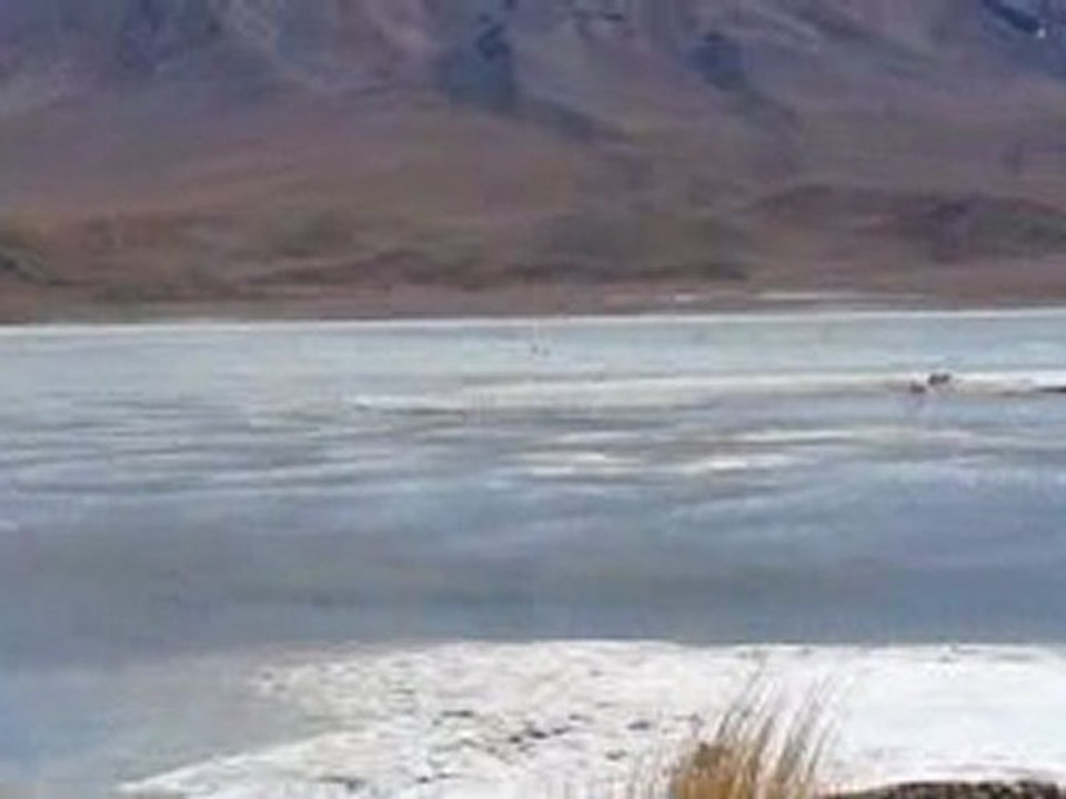 Flamands Roses du Sud Lipez