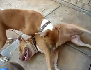 Pitbull & American Staffordshire