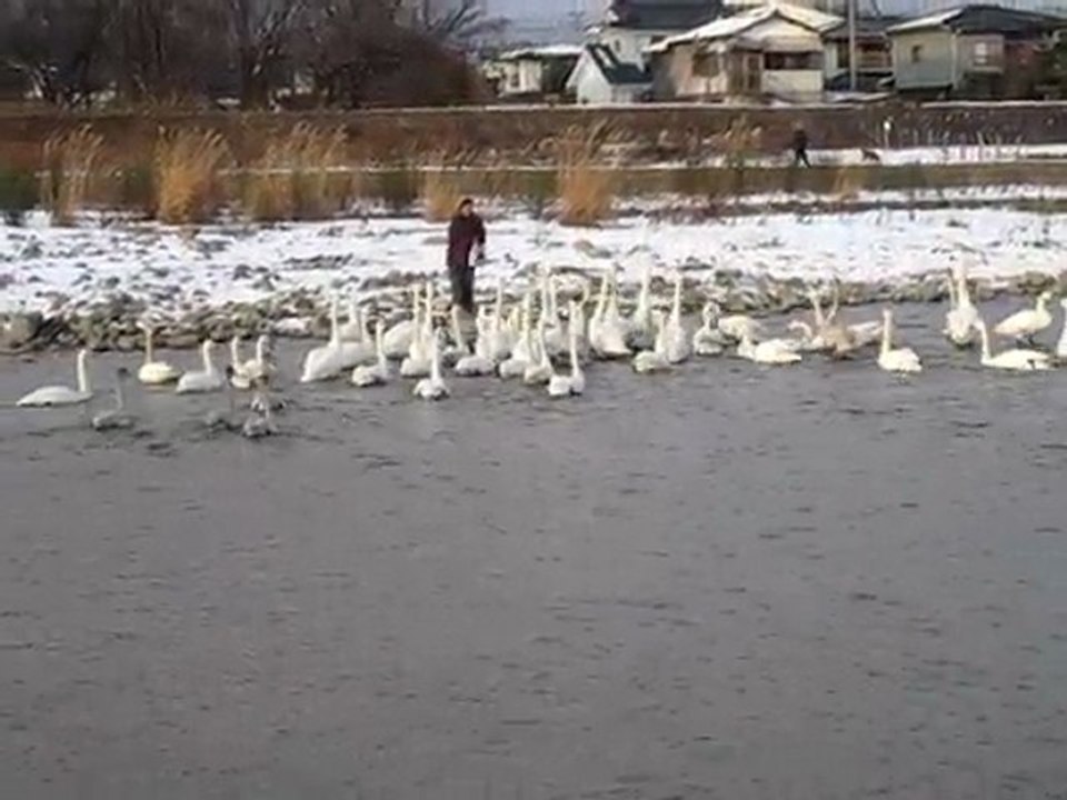 松川の白鳥