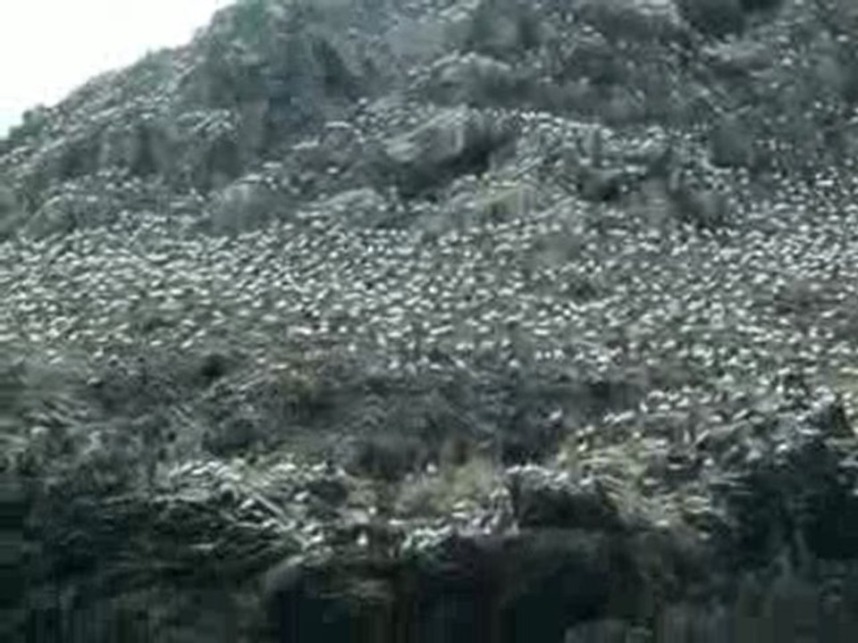 Fous de bassan aux Sept-Iles