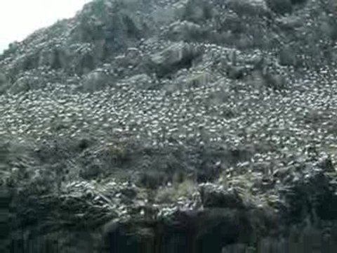 Fous de bassan aux Sept-Iles