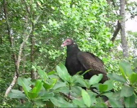 Everglades trip - paddling, road trip and hiking