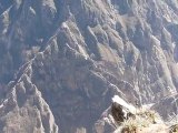 Le vol des condors au dessus du Canyon de Colca
