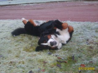 Aurus et Darko en Moselle, a Merten !