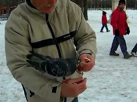 Les pigeons à Paris