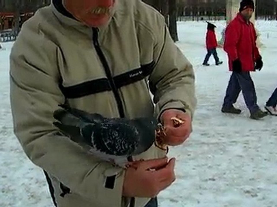 Les pigeons à Paris