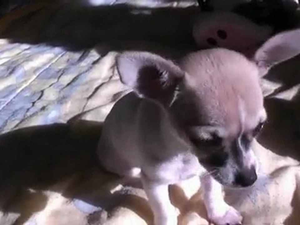 Chihuahua et Chat
