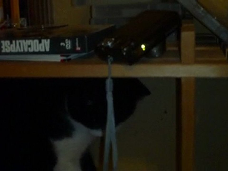 Chat bizarre mais drole