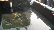 jan KOI    vijver