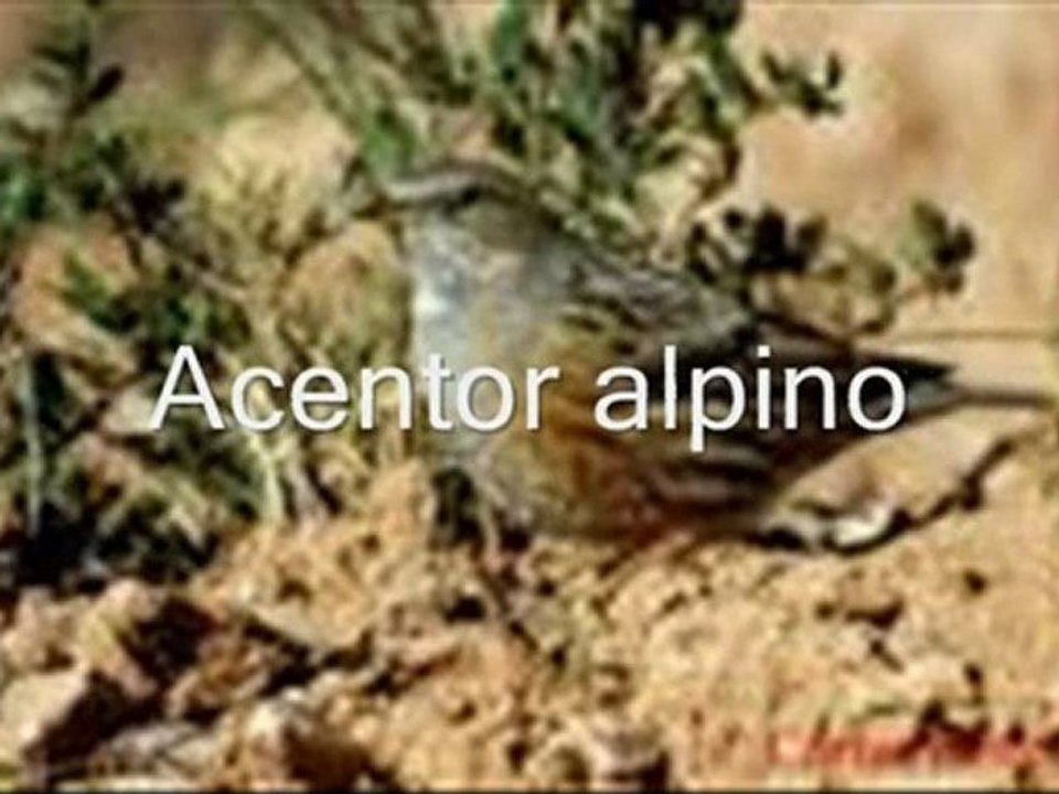 Flora y Fauna Sierras de Tejeda, Almijara y Alhama