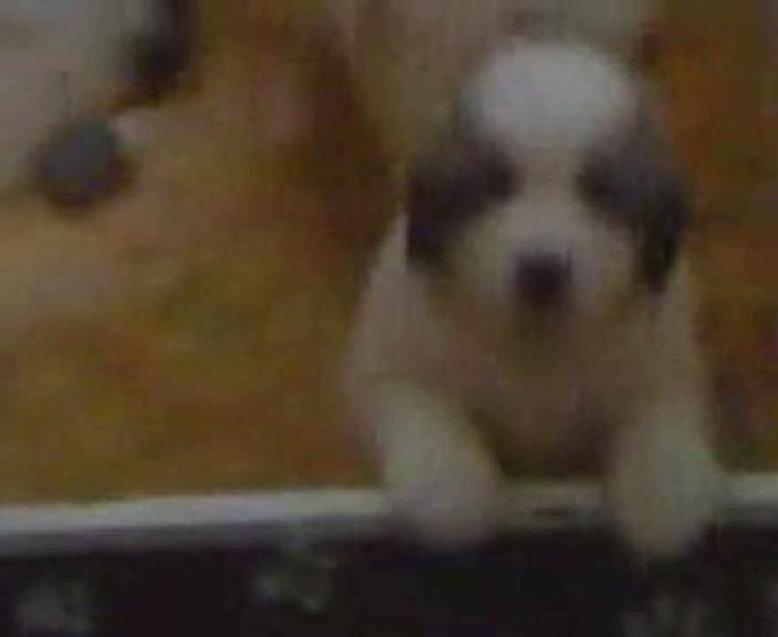 chiot montagne des Pyrénées LOF du Haras de Chante-Neige