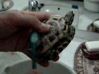 BANYO YAPAN KAPLUMBAĞA (HEMDE ŞAMPUAN KULLANIYOR)