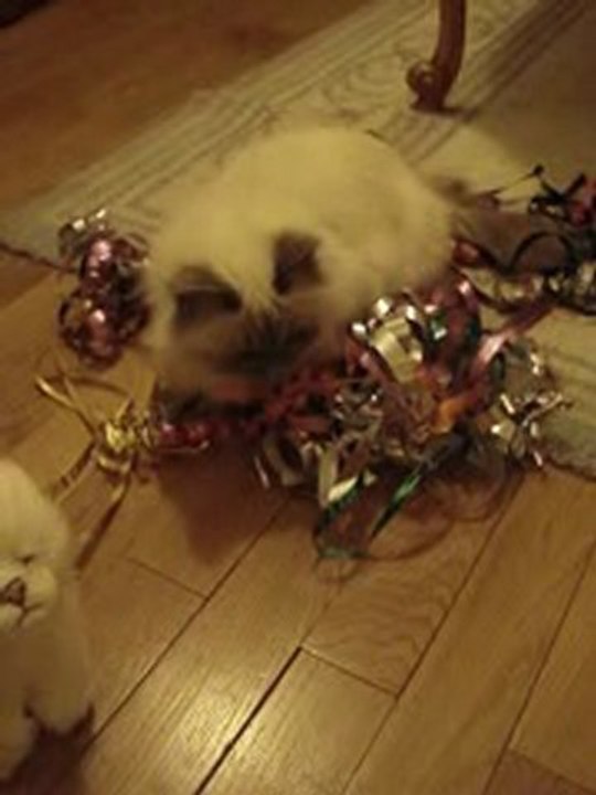 MOV04711.MPG NOEL DE YOTA