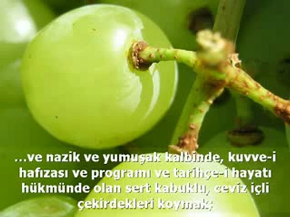 üzüm salkımının verdiği ders