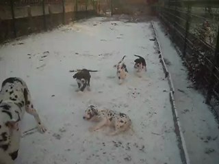 vive la neige