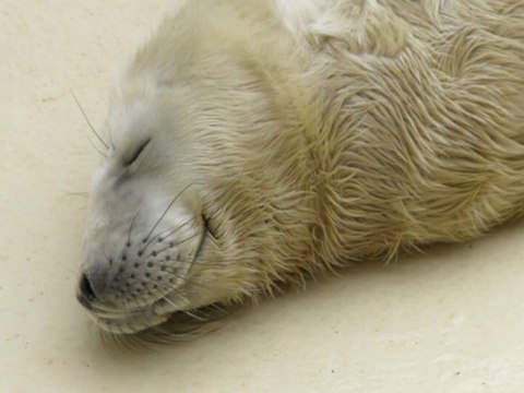 Naissance d'un bébé phoque à Noël