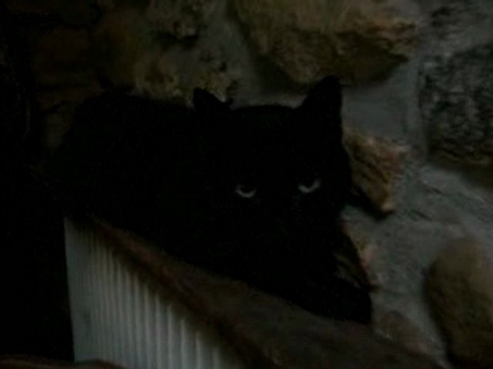 ZIGGY, chat à parrainer sur www.actuanimaux.com en 1 clic pa