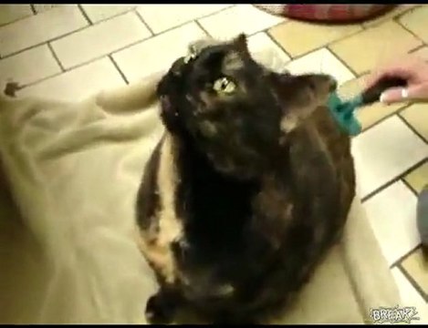 gatto invasato parla una lingua sconosciuta quando pettinato