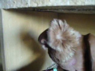 Komorner Tumbler Pigeon Laying On Egg - Komornerim.Com