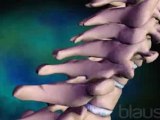 Medula espinal: Anatomia (v.o. ingles)