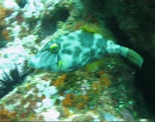 Poor Knights Islands liveaboard