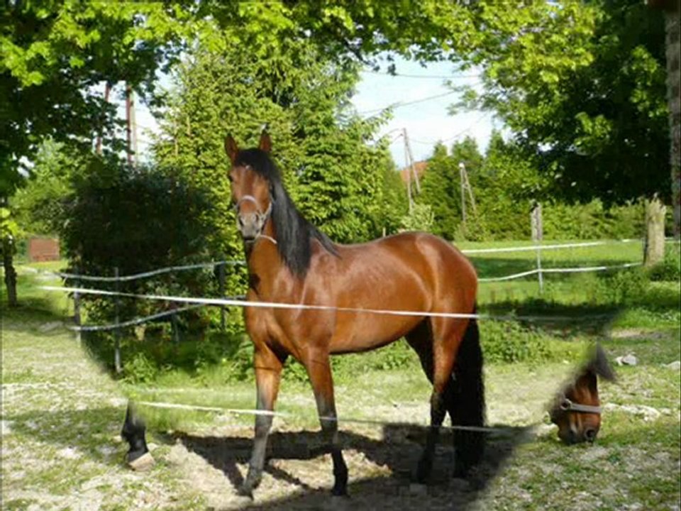 RADJA2009