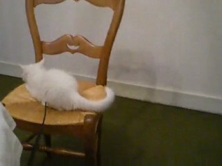 Pinocchio:scéance de saut Novembre 2009