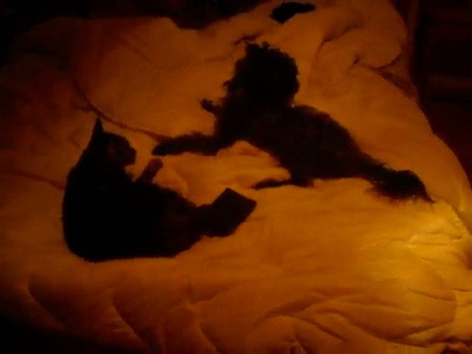 SDC13457 mon chien qui embéte mon chat 3