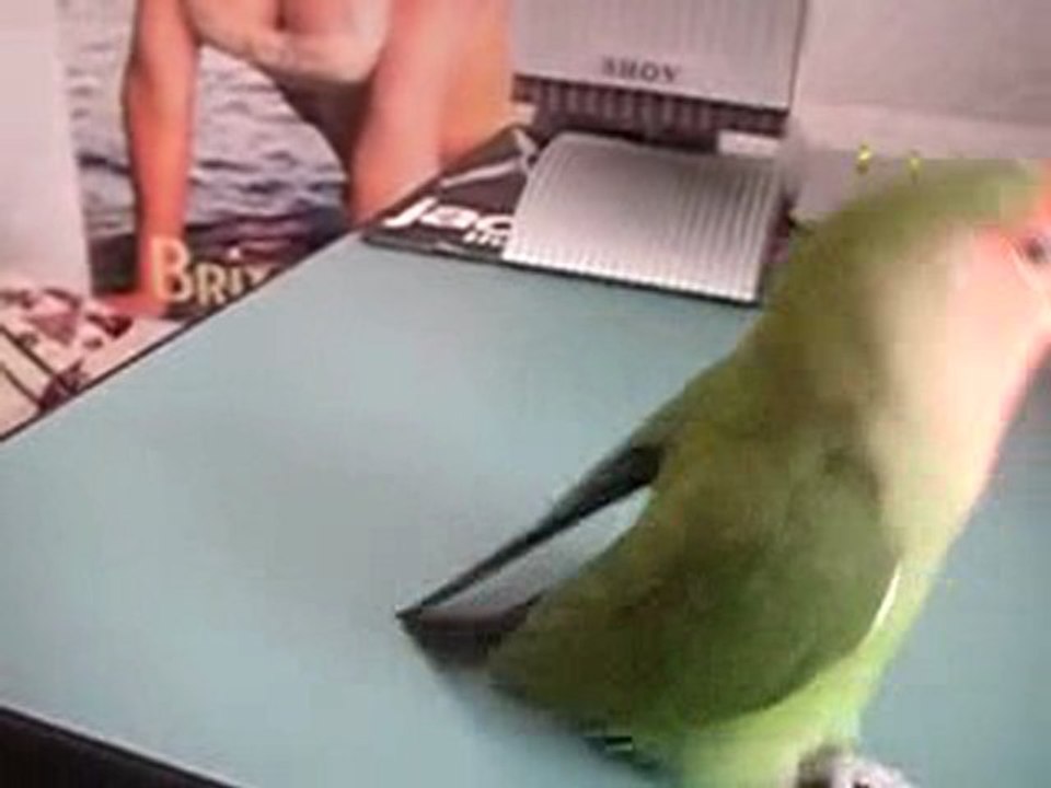 Dansçı Kuş :)