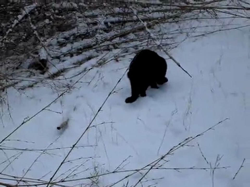 jeu de chat sous la neige....