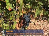 Spanish Red Varietals w/ Wine Expert Josh Hackler