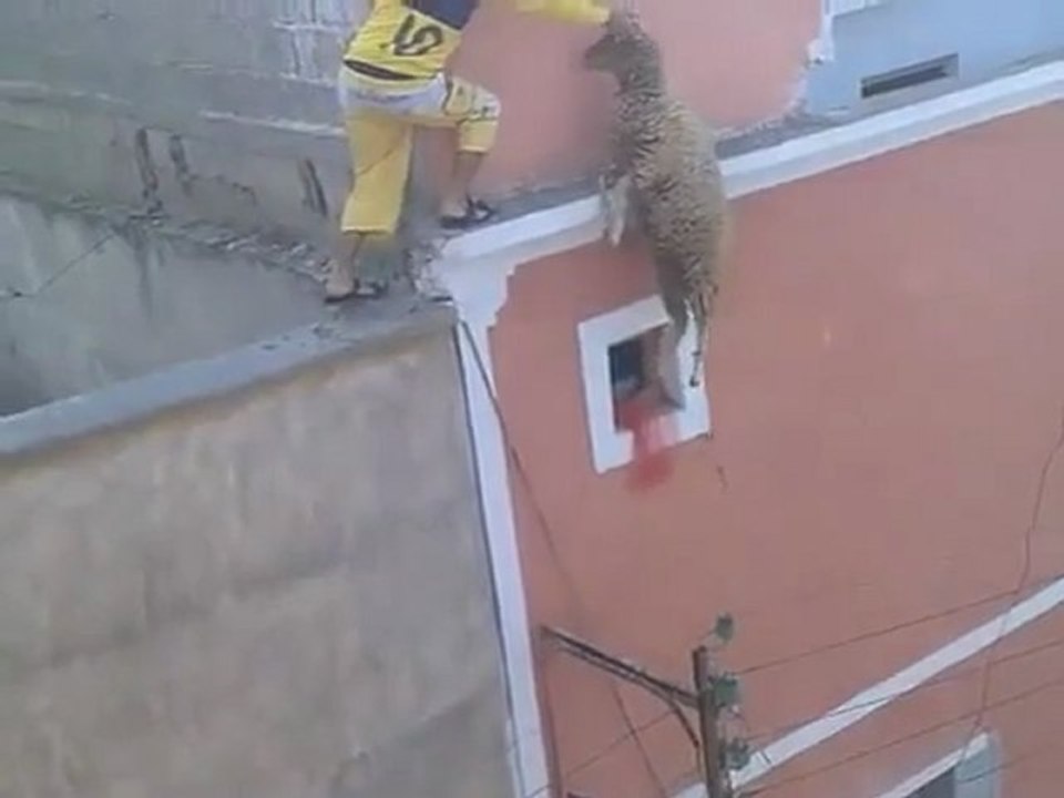 محاولة انتحار كبش