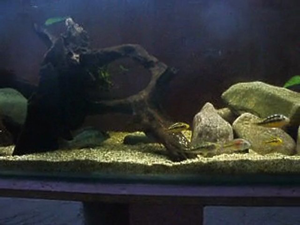 aquarium cichlide victoria