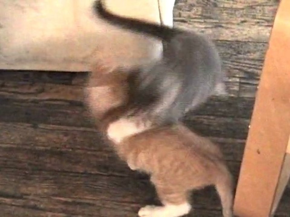 Cat Snooki Punch (Jersey Shore)