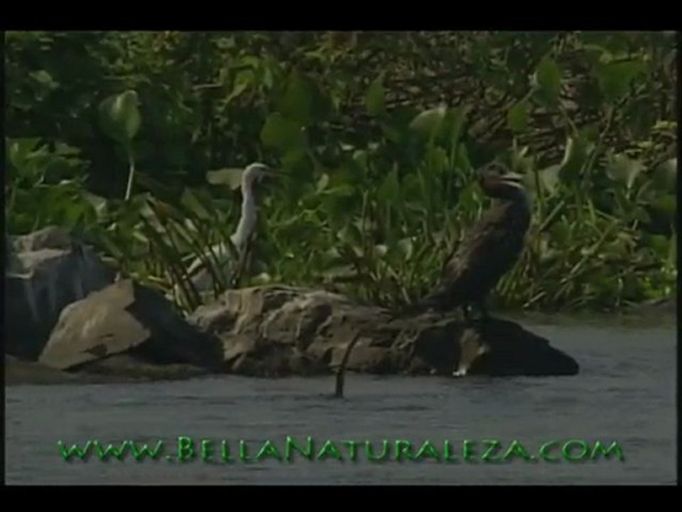 Birds (2)