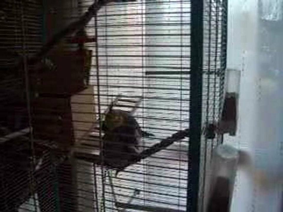mes oiseau