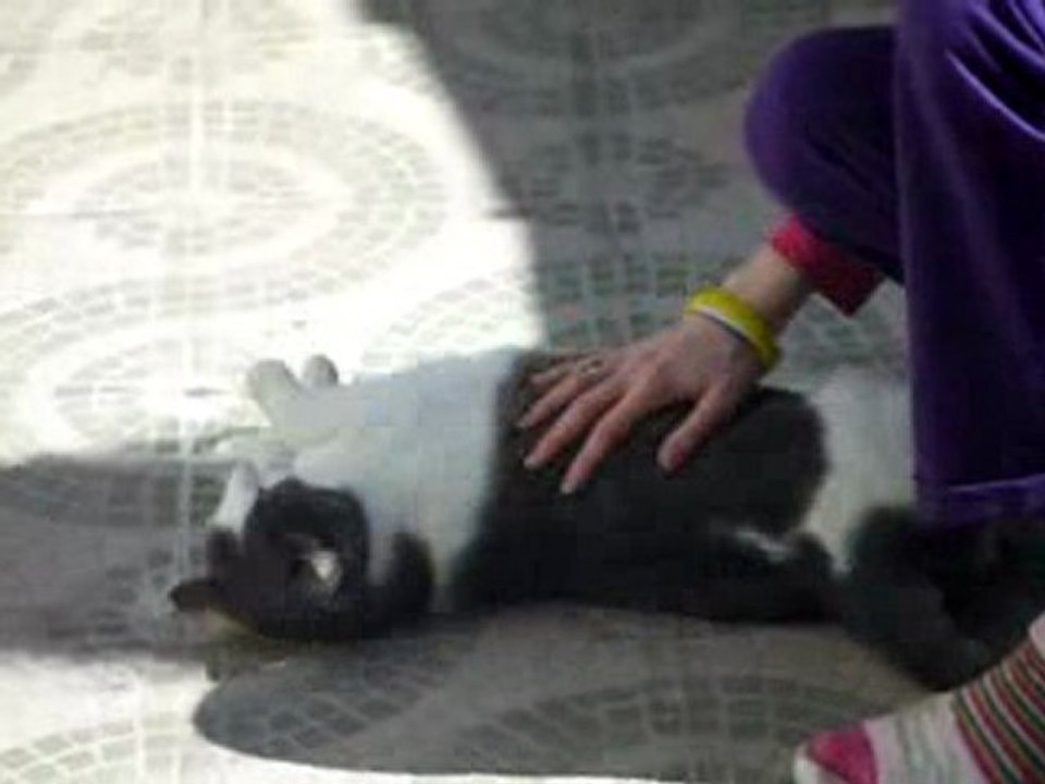 Amazing cat (chat incroyable)