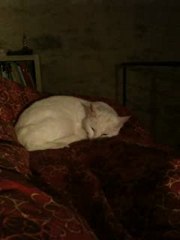 Mon Chat Dort