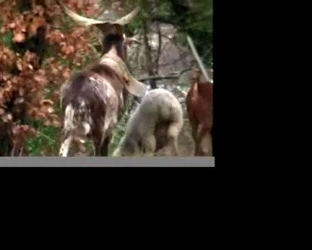 Transhumance à Sainte Jalle par Daniel TOURNADE le 31/12/09