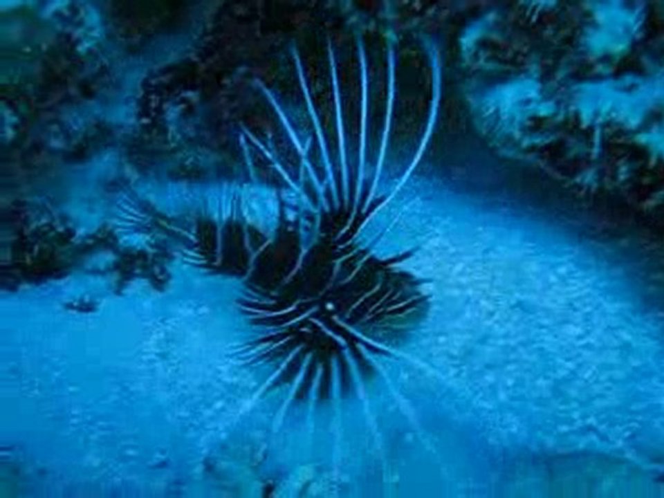 plongée avec poissons Lion à MOPELIA