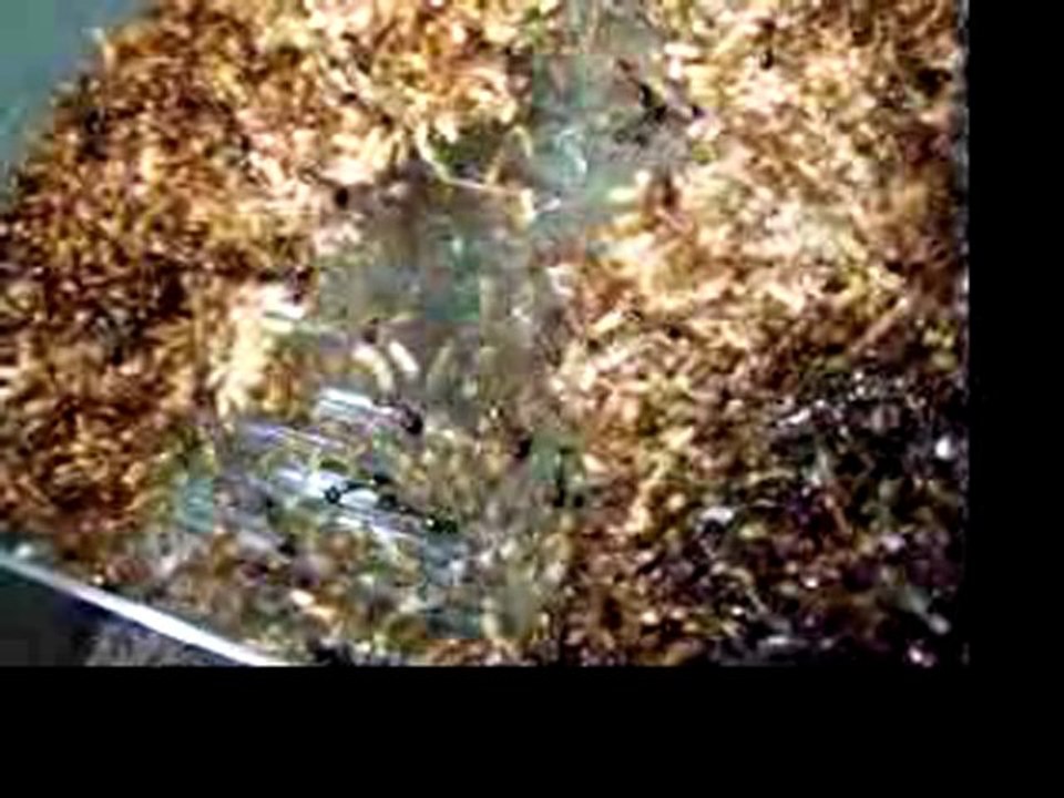 Camponotus maculatus