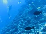 plongée requins gris à Mopelia en Polynésie