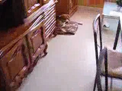 Assis, couché, donne la patte